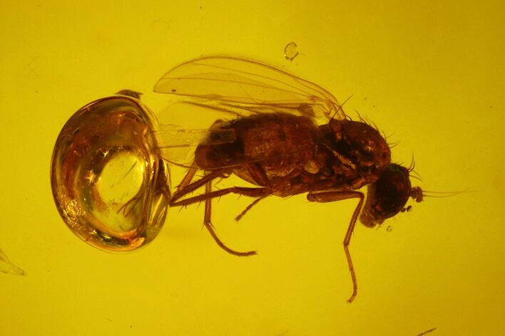 Two Fossil Flies (Diptera) In Baltic Amber #150760